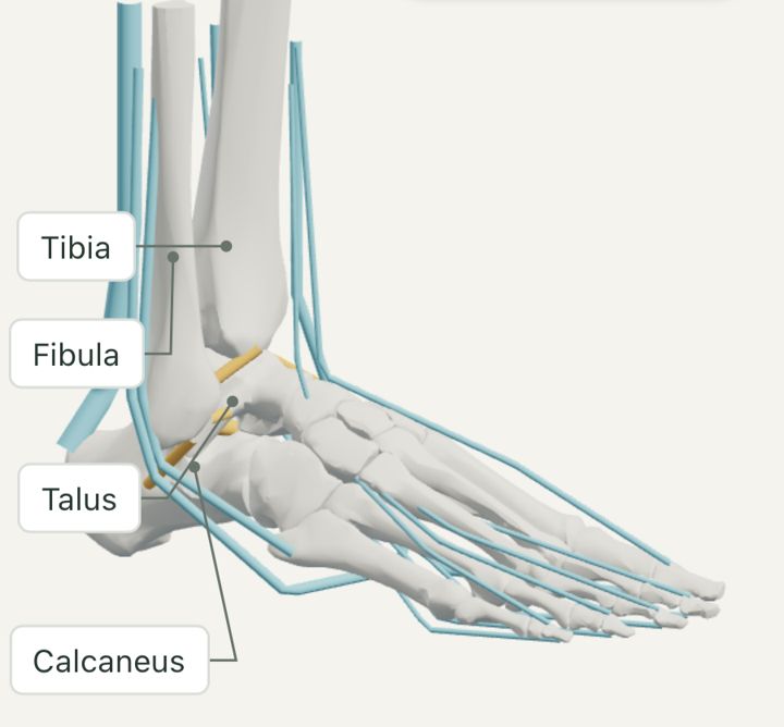 Ankle anatomy reference